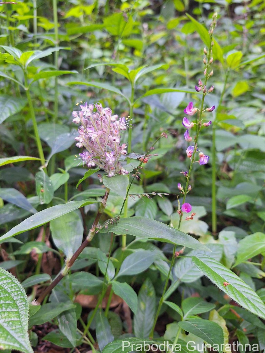 Floscopa scandens Lour.